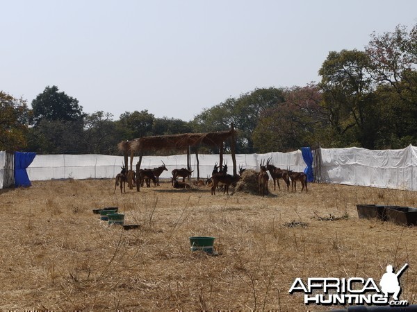 zambia, takeri august 2012