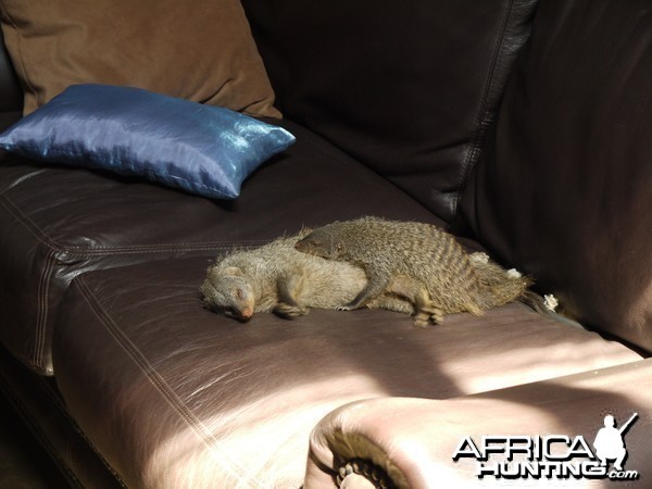 mongoose, zambia, takeri august 2012