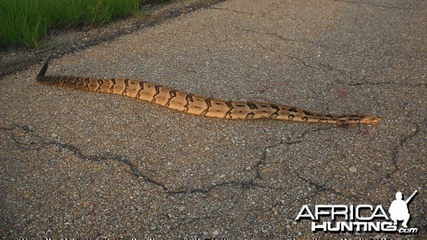 six foot timber rattler