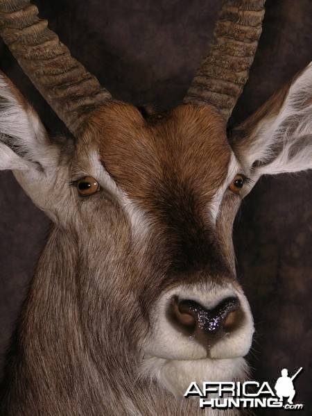 Waterbuck mount