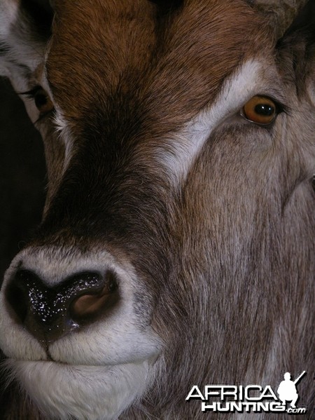 Waterbuck mount