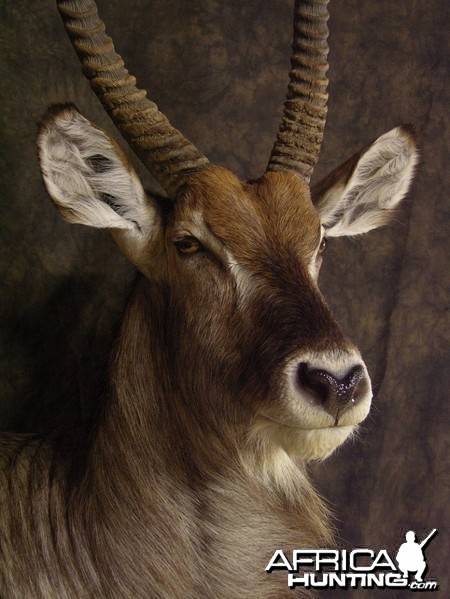 Waterbuck mount