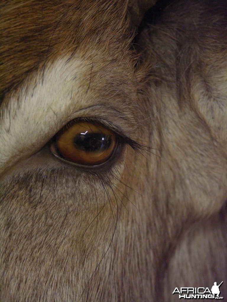 Waterbuck mount