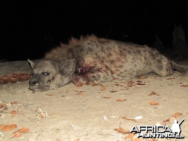 Hyena