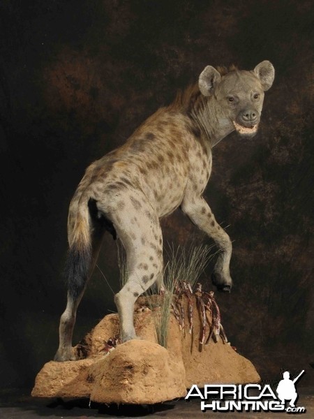 Hyena full mount