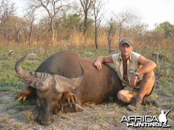 Buffalo in CAR