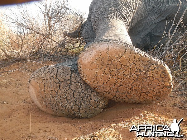 Old bull feet showing well worn sole and big deep cracks