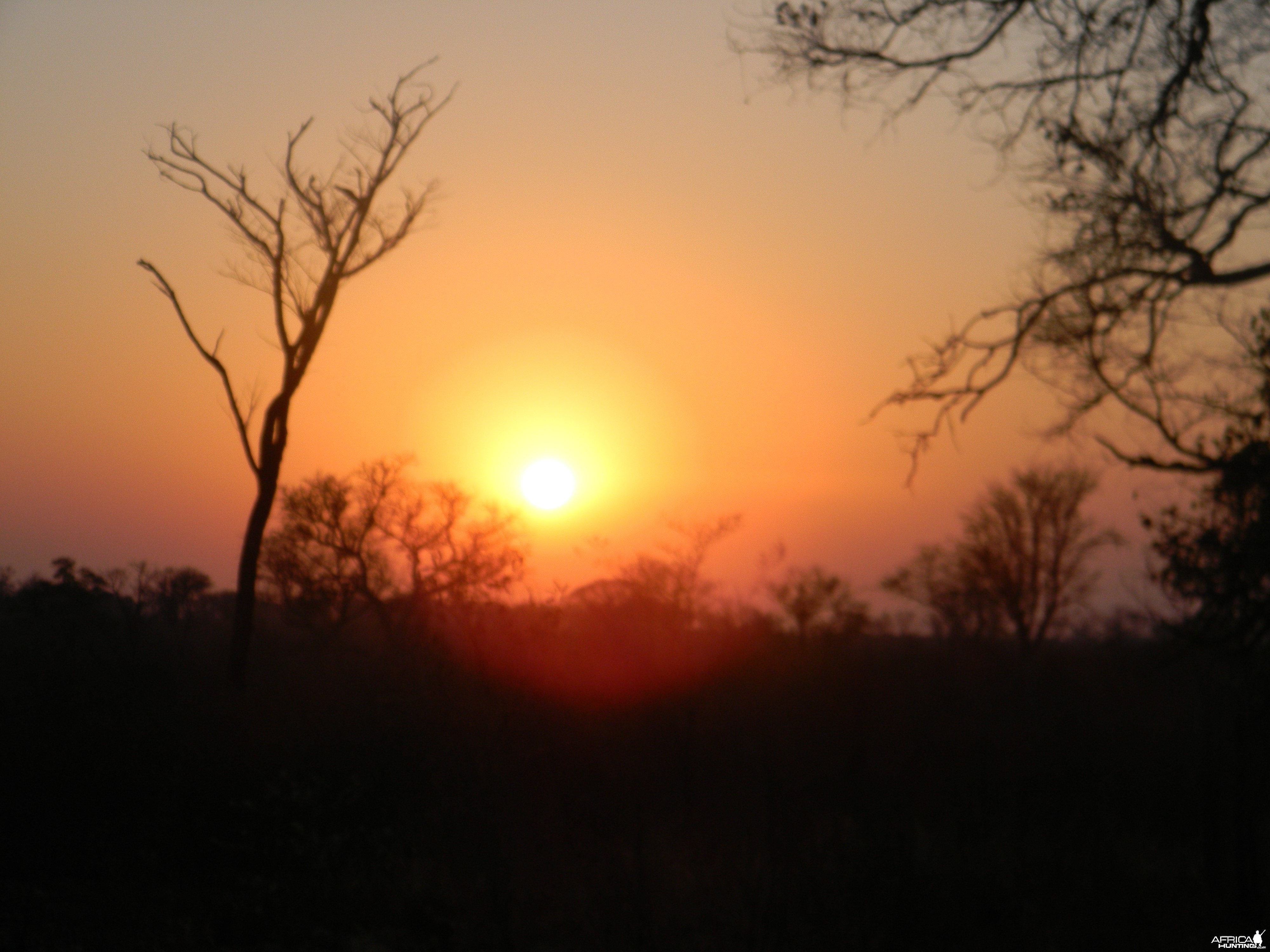 Zimbabwe elephant hunt