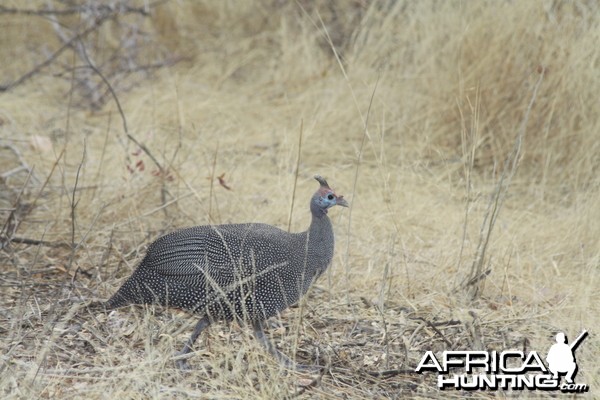 Etosha Guineafowl