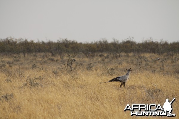 Etosha Secretary Bird