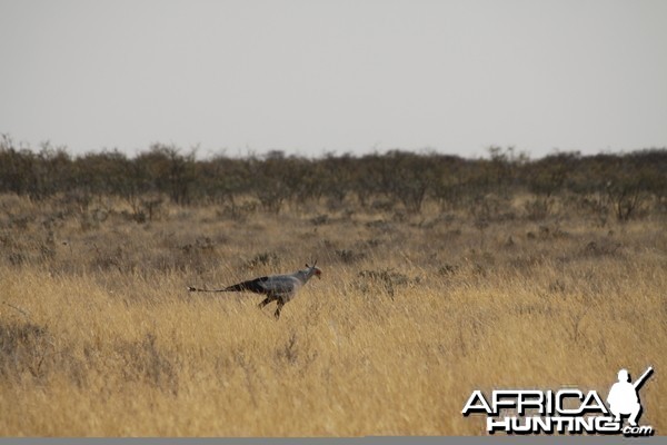 Etosha Secretary Bird