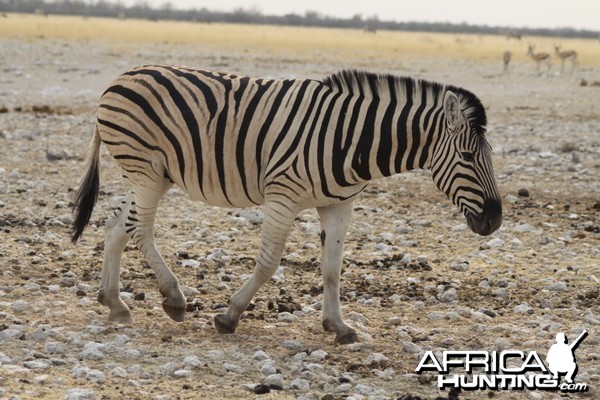 Etosha Zebra