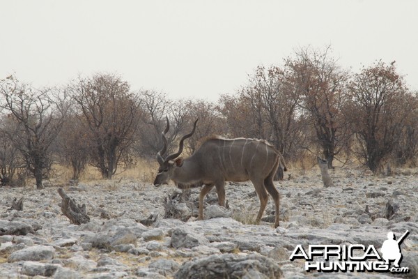 Etosha Kudu