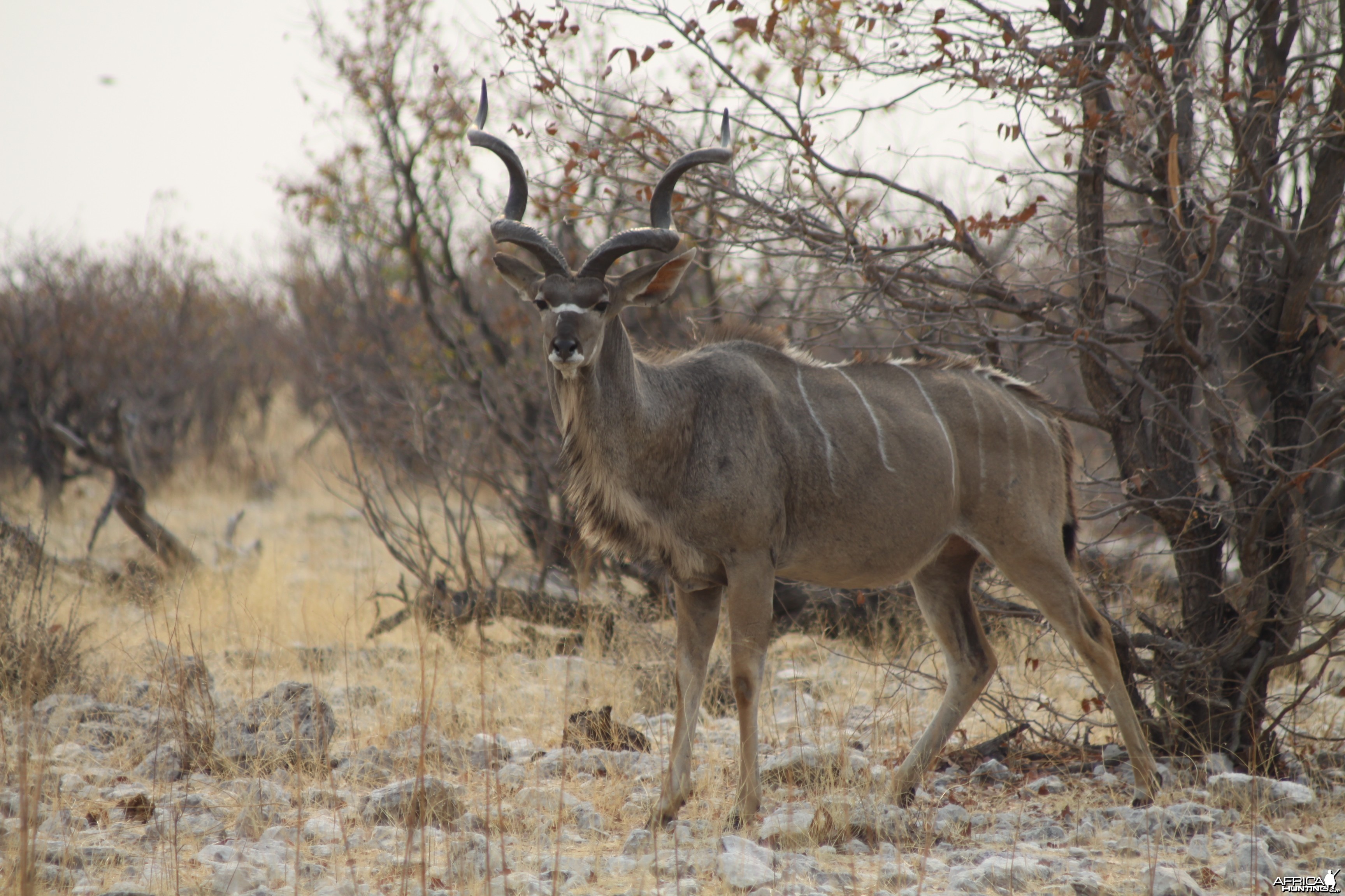 Etosha Kudu