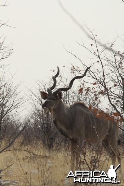 Etosha Kudu