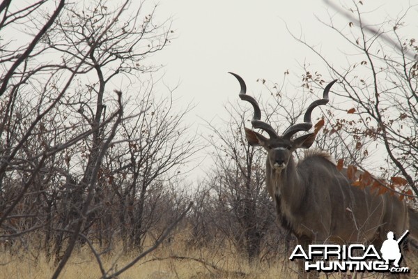 Etosha Kudu