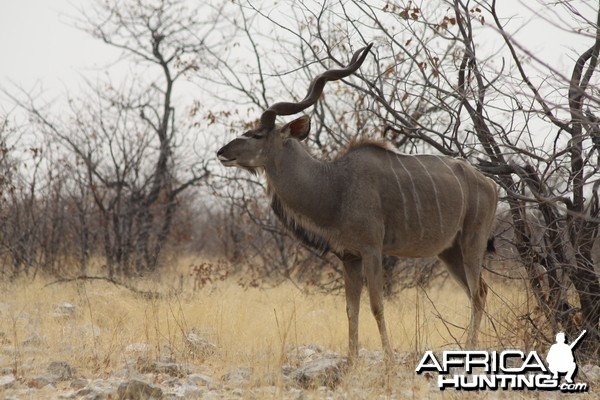 Etosha Kudu