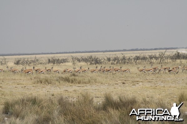 Etosha