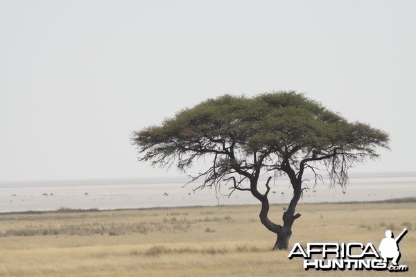 Etosha