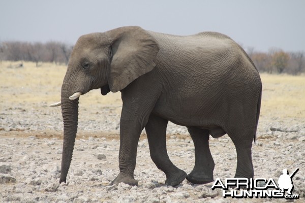 Etosha Elephant