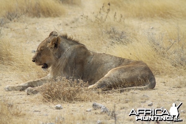 Etosha Lion