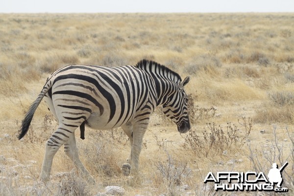 Etosha Zebra