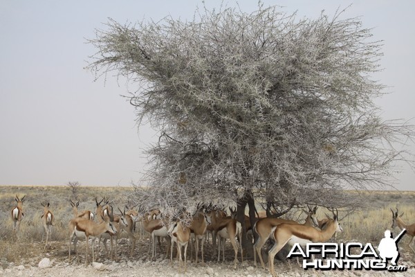 Etosha Springbok