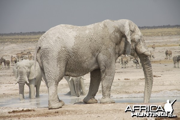 Etosha Elephant