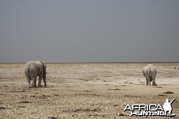 Etosha Elephant