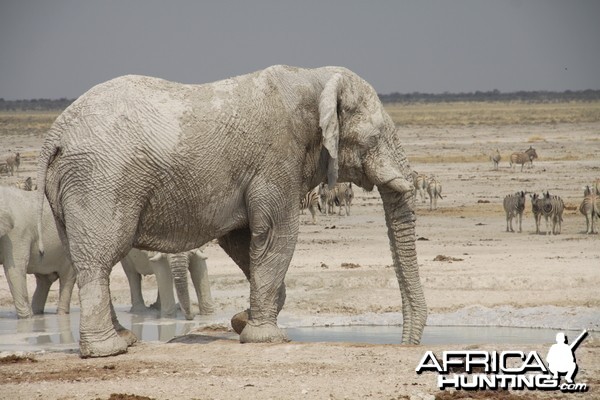 Etosha Elephant