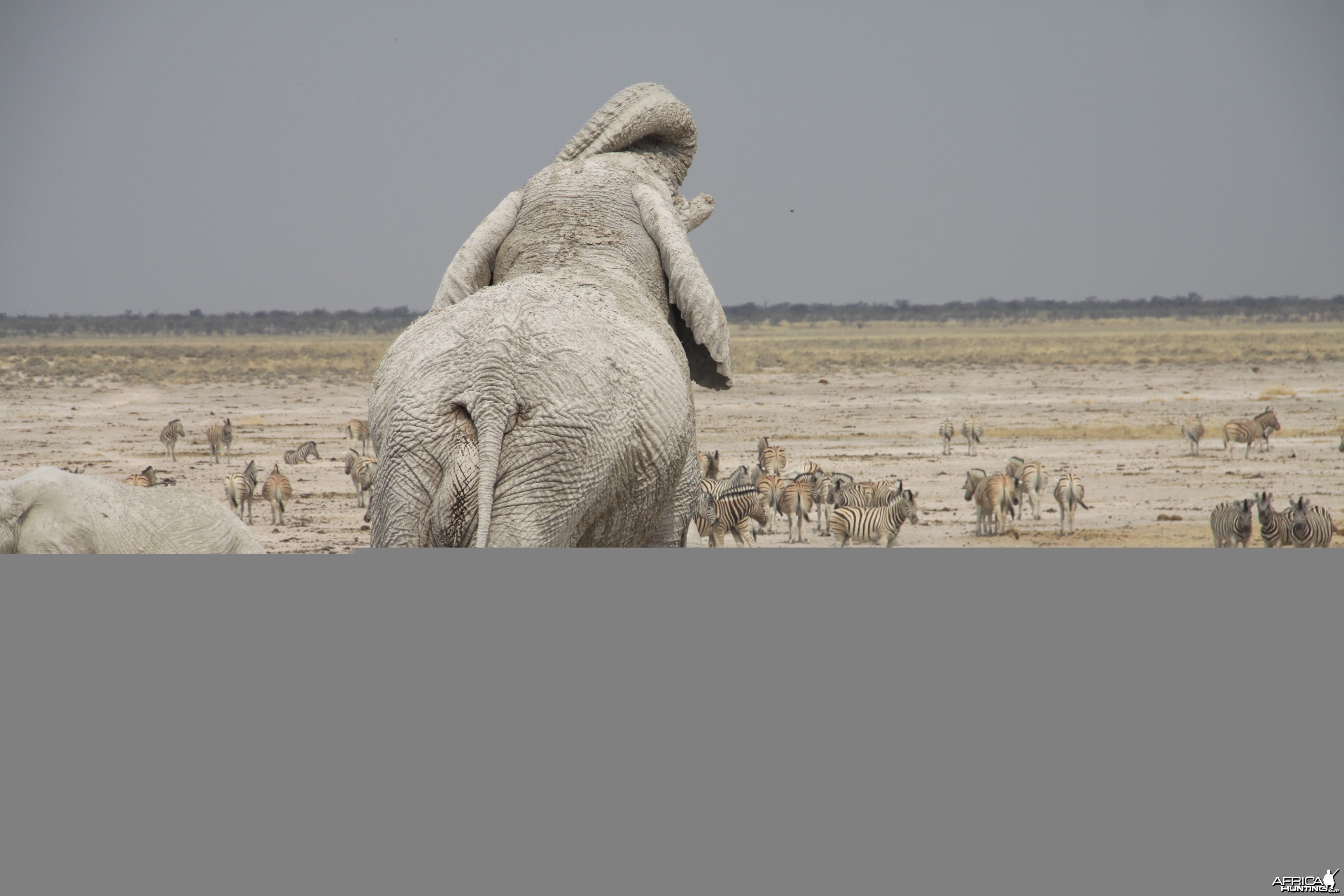 Etosha Elephant