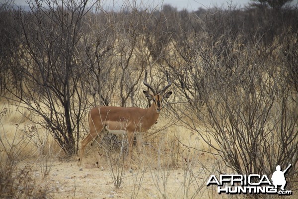 Etosha Black-Faced Impala