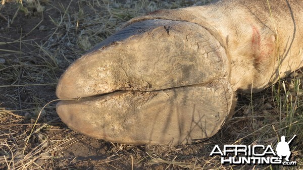 Giraffe Hoof