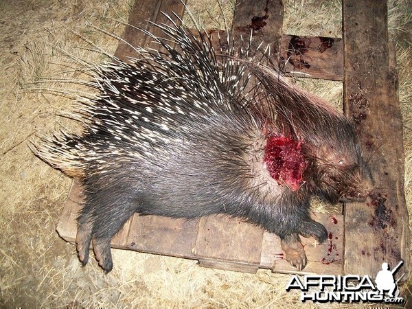 African Porcupine
