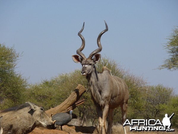 Kudu