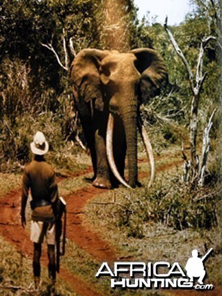 Elephant Encounter