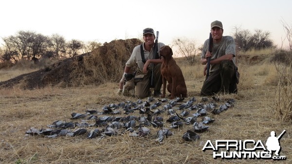 Doves hunted with Ozondjahe Hunting Safaris in Namibia