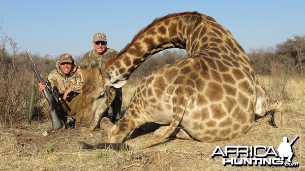 Giraffe hunted with Ozondjahe Hunting Safaris in Namibia