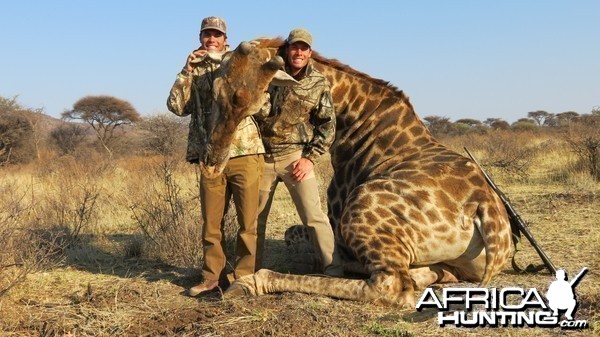 Giraffe hunted with Ozondjahe Hunting Safaris in Namibia