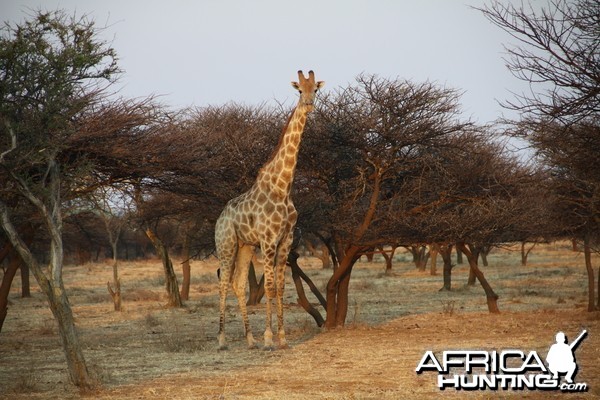 Giraffe Namibia