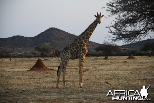 Giraffe Namibia