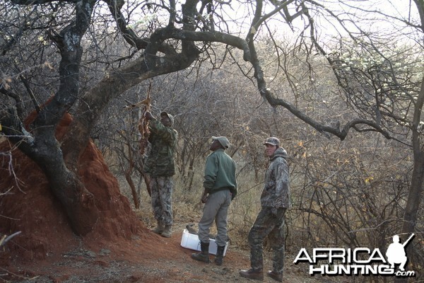 Leopard bait Namibia