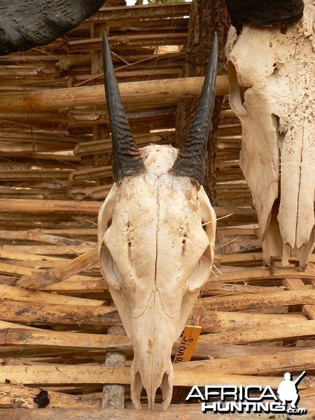 Yellow Back Duiker trophy