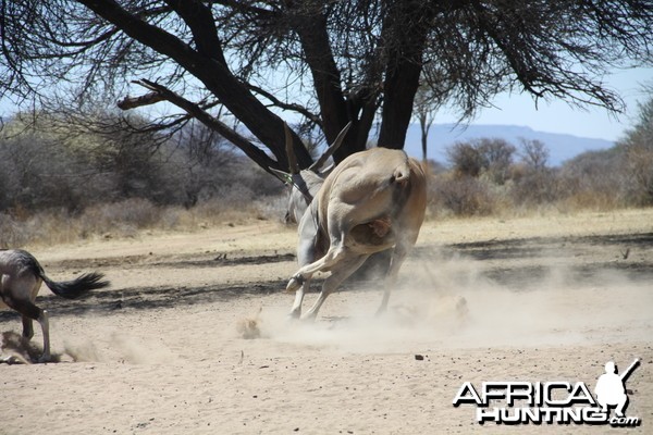 Cape Eland bowhunted with Ozondjahe Hunting Safaris in Namibia