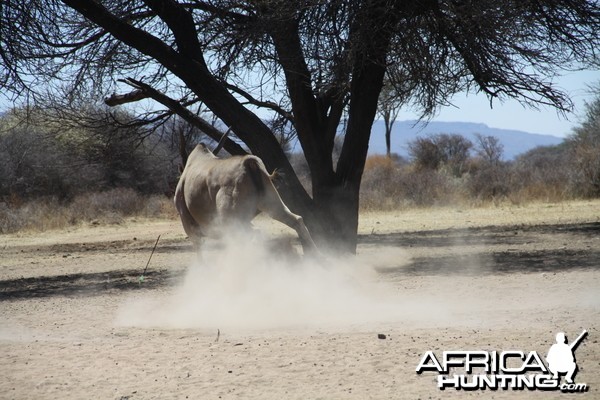 Cape Eland bowhunted with Ozondjahe Hunting Safaris in Namibia