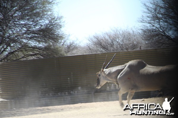 Cape Eland bowhunted with Ozondjahe Hunting Safaris in Namibia