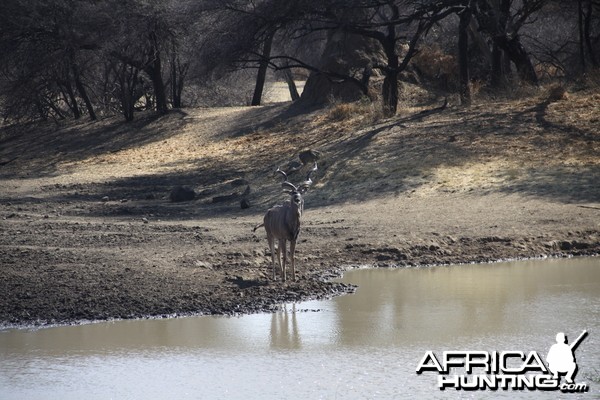 Greater Kudu Namibia