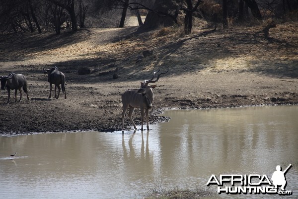 Greater Kudu Namibia