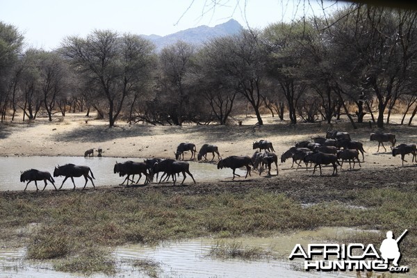 Blue Wildebeest Namibia