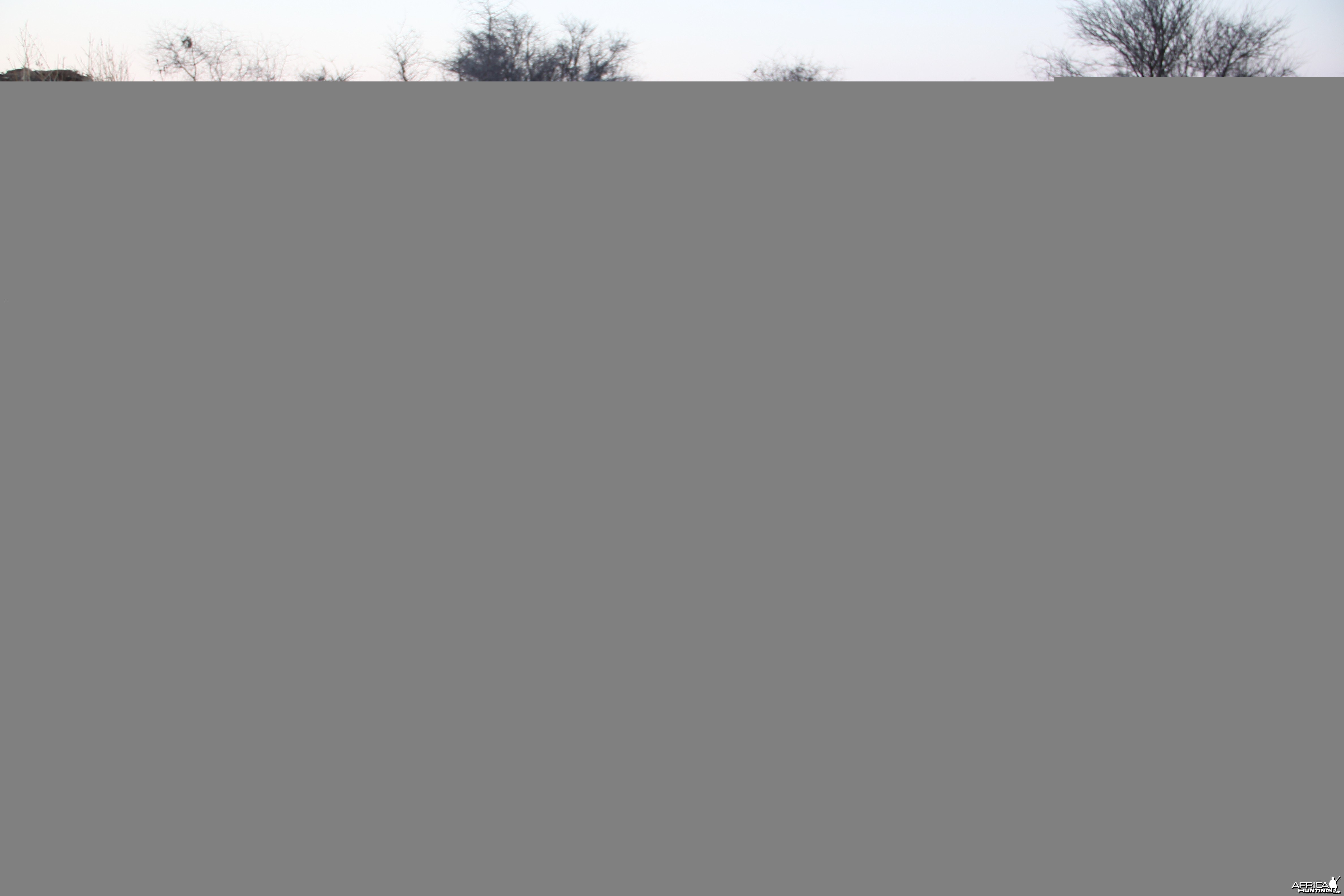 Dove hunted with Ozondjahe Hunting Safaris in Namibia